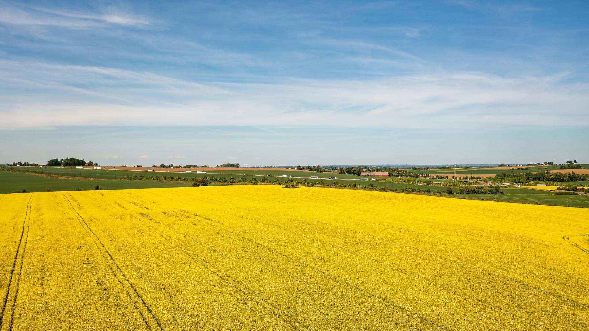 Aerial view of a flowering canola field under a blue sky