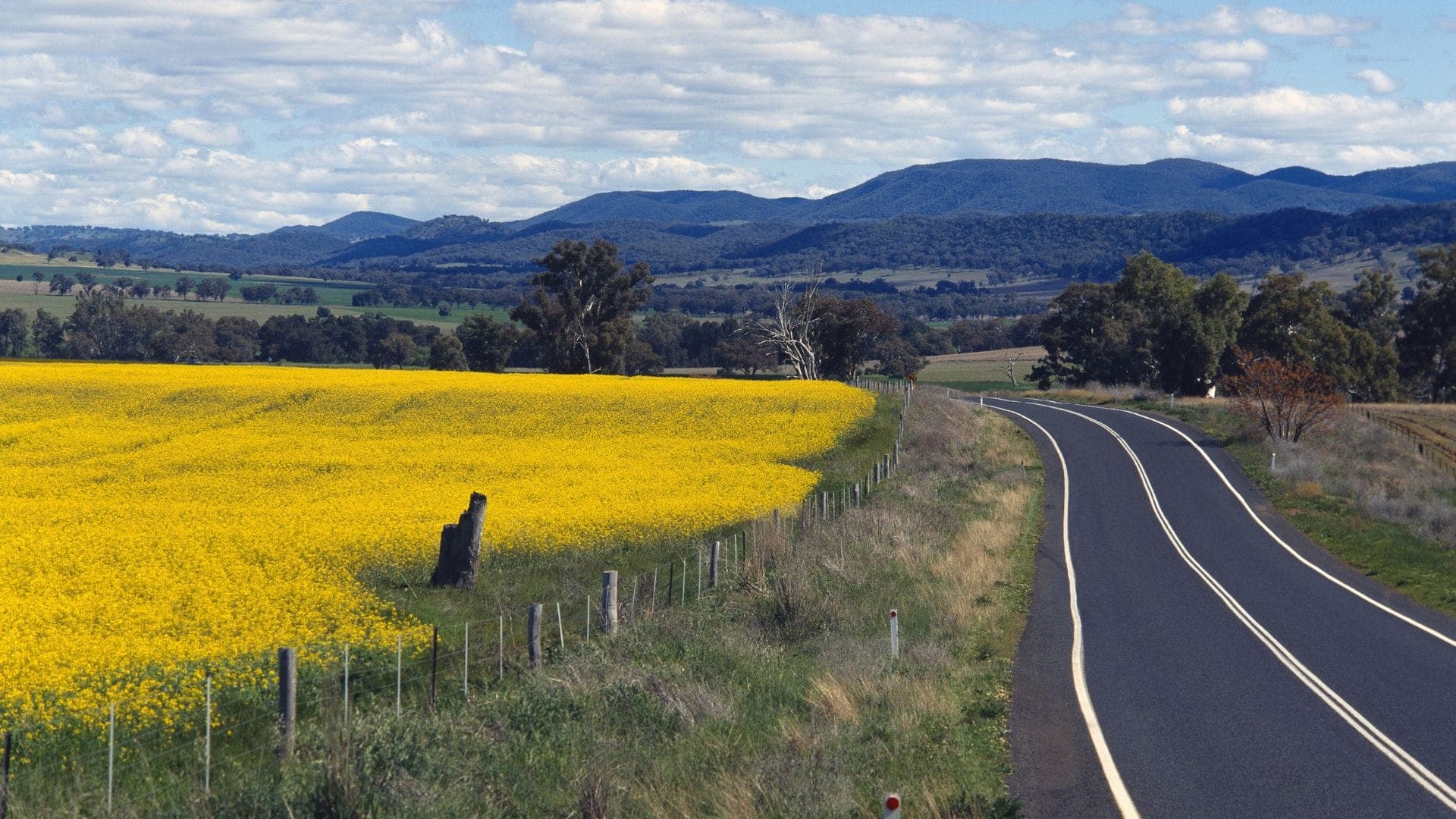Canola field beside a country road in the Wheatbelt